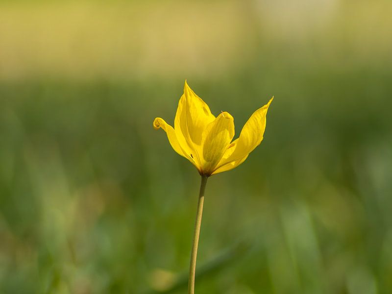 Gele bloem van Maikel Brands