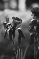 Iris in Black & White