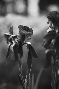 Iris in zwart-wit van Steffi Hommel