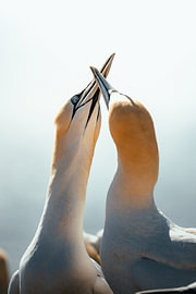The sheer cliffs of the northern gannets by Joris Machholz