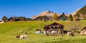 Koeien op de weide in Grindelwald van Werner Dieterich