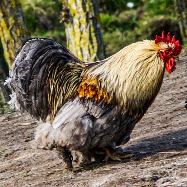 Fettes Huhn von Annette Prinssen