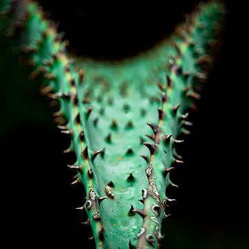 Cactus beauté sur Ineke Huizing