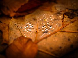 autumn leaf with drops by Danny Akkermans photographic works.