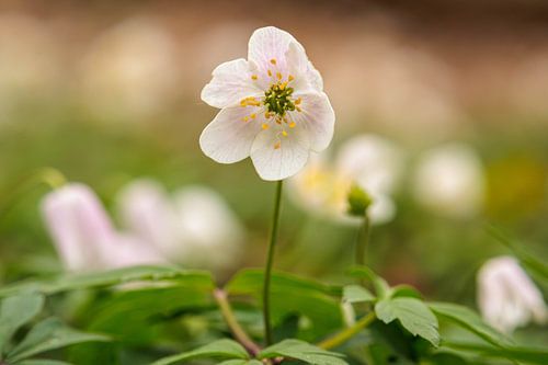 Blühender Frühling