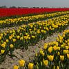 Blumenzwiebelproduktion (Tulpen) in der Nähe des friesischen Wattenmeerdeichs von Meindert van Dijk