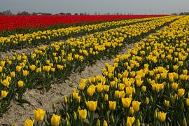 Flower bulb cultivation (tulips) near the Frisian Wadden Sea dike