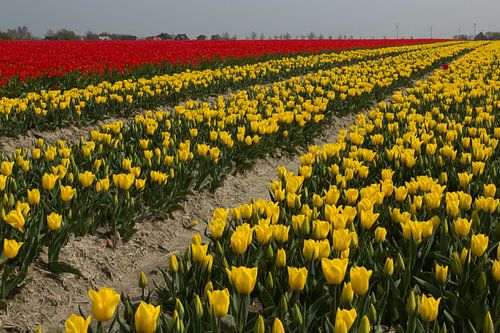 Blumenzwiebelproduktion (Tulpen) in der Nähe des friesischen Wattenmeerdeichs