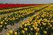 Bloembollenteelt (tulpen) bij de Friese Waddenzeedijk van Meindert van Dijk