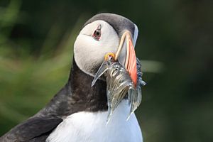 Papageitaucher mit Sandaalen Iceland
