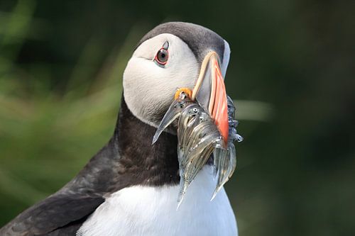 Papegaaiduikers met zandalen IJsland