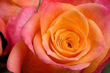 Close-up van een roos | mooie oranje kleur van Marcel Mooij