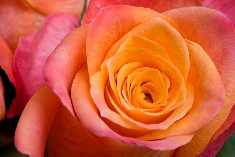 Close-up van een roos | mooie oranje kleur van Marcel Mooij