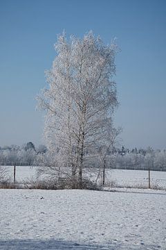 Winterlandschap met berken bedekt met sneeuw en vorst van Martin Köbsch