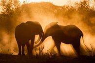 Golden Connection by Jeroen van Rooijen thumbnail