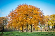drie beukenbomen in prachtige herfstkleuren van Marcel Bakker thumbnail
