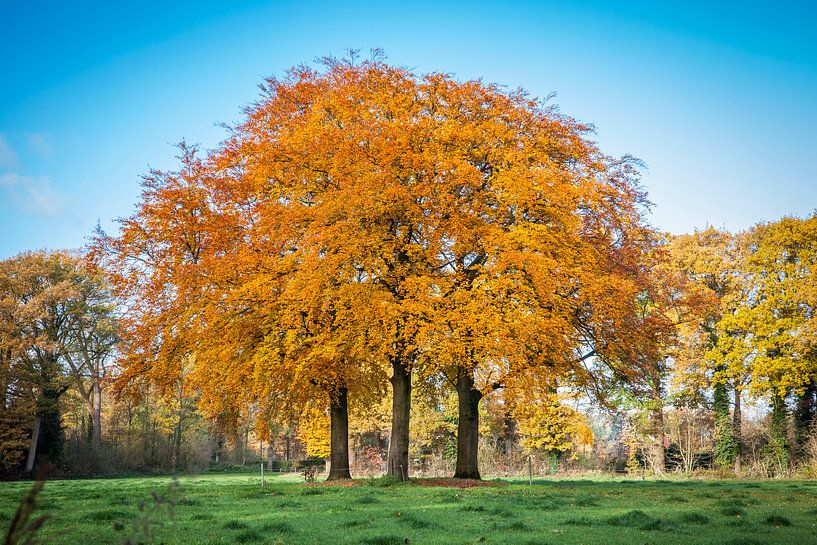 drie beukenbomen in prachtige herfstkleuren van Marcel Bakker