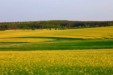 Landschap in mei met koolzaad van Thomas Jäger