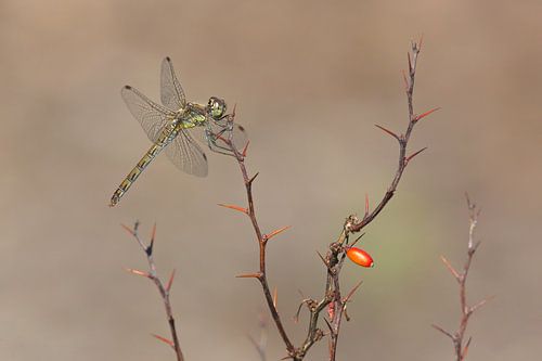 Steenrode heidelibel op de zuurbes