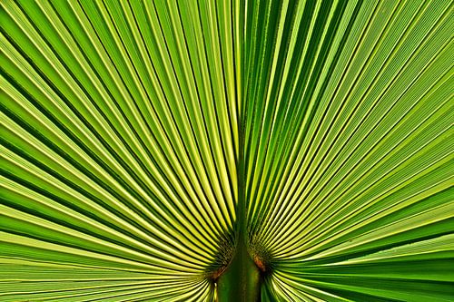 a green fan palm leaf