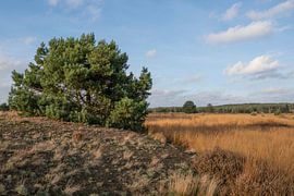 Gouden Stilte van Thom Hofstra