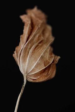 Art of Leaf - Macrofoto van een droogbloem van Karin Bakker Fotografie