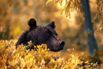 Brown bear in autumn by Joshua Waleson