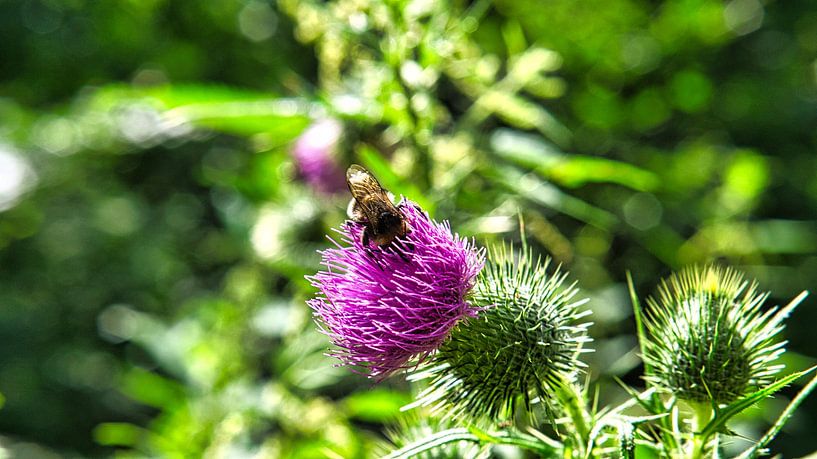 Bumblebee on a flower collecting nectar by Martin Köbsch