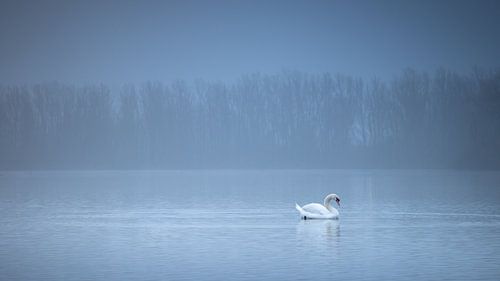 Le lac des cygnes