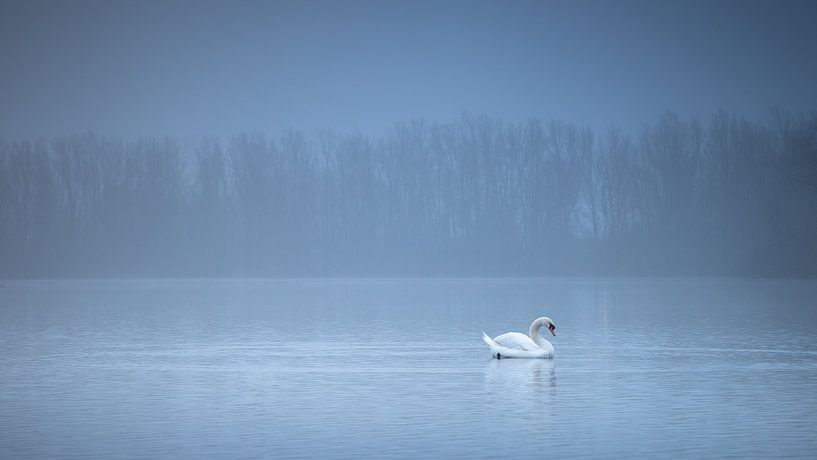 Zwanenmeer van Mariëlle de Valk