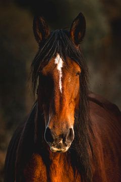 Horse in Dark Light Fiery Presence