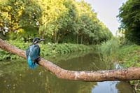 Kingfisher in the landscape