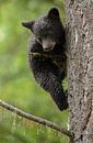 Klimmende zwarte beer jong van Menno Schaefer thumbnail
