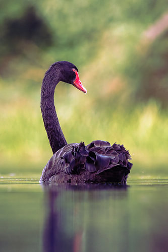 Elegance of the Black Swan