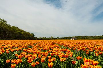 Tulpenveld in Holland van Brian Morgan
