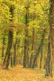 Herfstlaan sur Anneke Hooijer