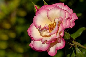 Roze roos in de tuin. van Tanja van Beuningen