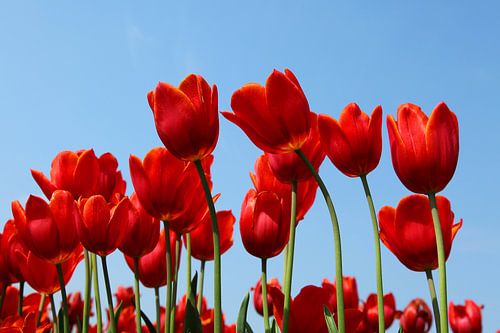 Tulpen