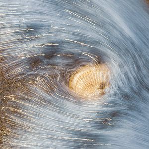 Coquillage dans les eaux vives