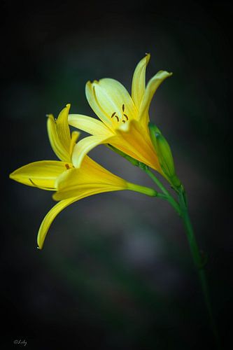 Yellow Daylilies (Daylily) by Lily Ploeg