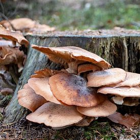 Pilzgruppe an einem Baumstumpf im Wald von whmpictures .com