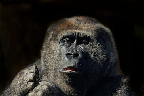 Portret van een Gorilla