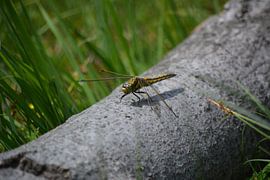 Libelle by Michael van Eijk