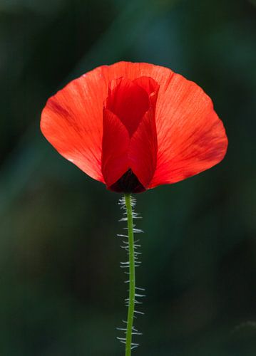 Poppy delicate in the sunlight