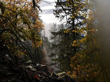 Bos met mooi licht in Noorwegen van Judith van Wijk