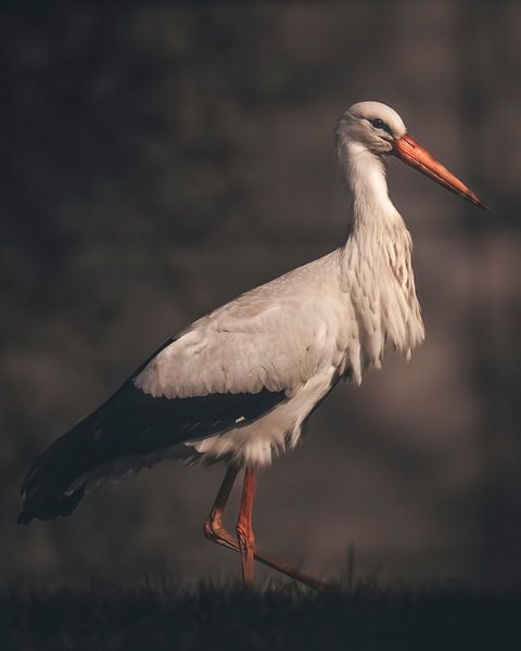 Stork by Maurice Cobben