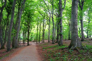 bos van Ostsee Bilder