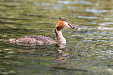Grebe by Michael Roubos