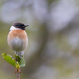 Stonechat by Anton Kloof