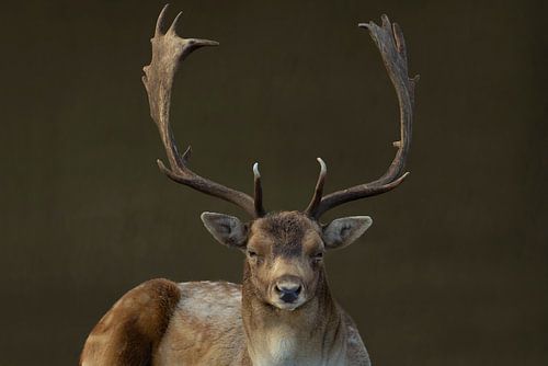 Hert portret met egale achtergrond // dieren, wild // fine-art